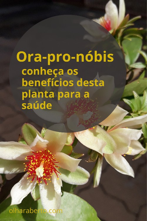 Read more about the article Ora-pro-nóbis: conheça os benefícios desta planta para a saúde
