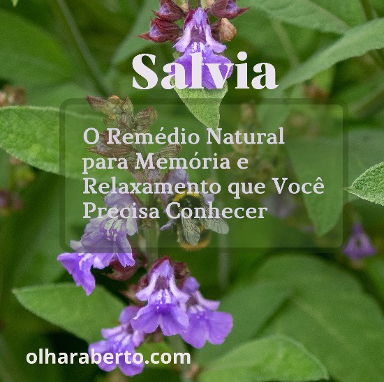 Read more about the article Salvia: O Remédio Natural para Memória e Relaxamento que Você Precisa Conhecer