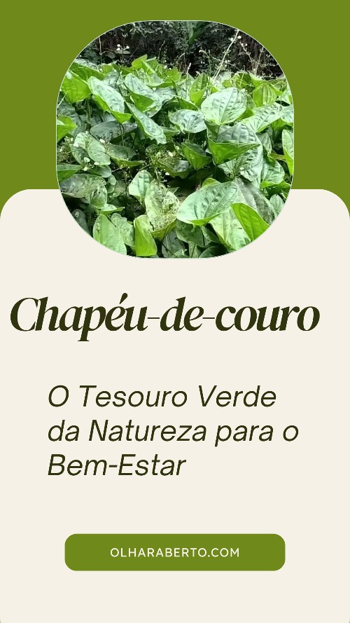 Read more about the article Chapéu-de-Couro: O Tesouro Verde da Natureza para o Bem-Estar