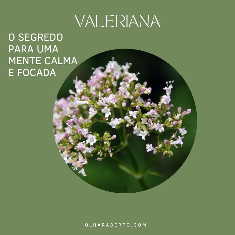 You are currently viewing Valeriana: O Segredo para uma Mente Calma e Focada