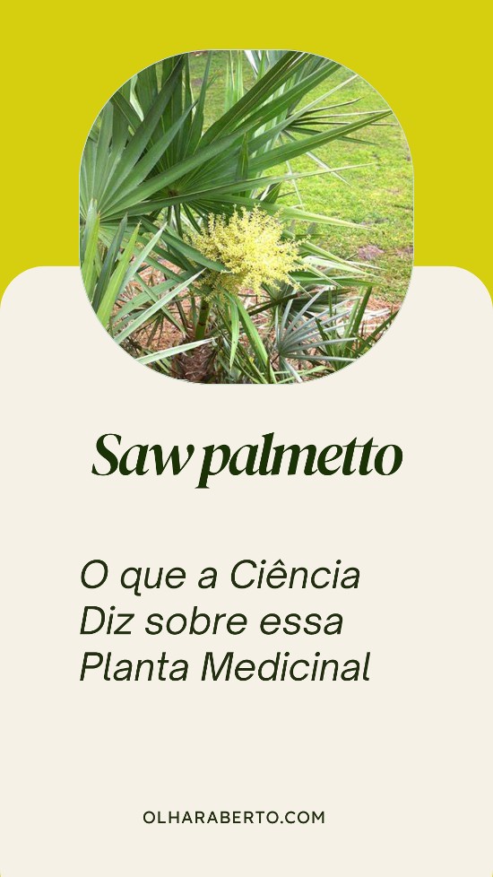 You are currently viewing Saw Palmetto: O que a Ciência Diz sobre essa Planta Medicinal
