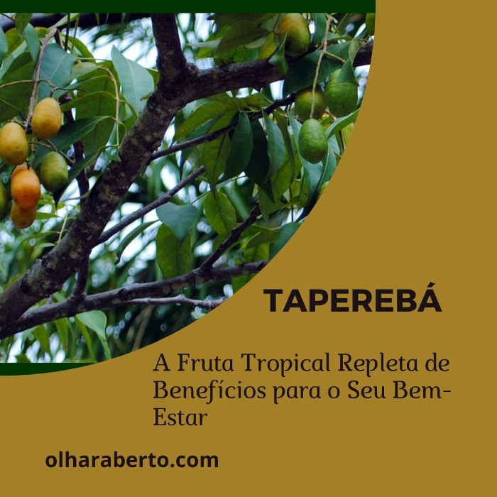 Read more about the article Taperebá: A Fruta Tropical Repleta de Benefícios para o Seu Bem-Estar