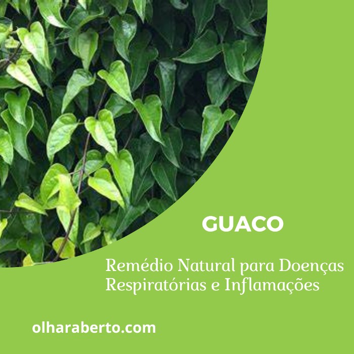 Read more about the article Guaco: Remédio Natural para Doenças Respiratórias e Inflamações