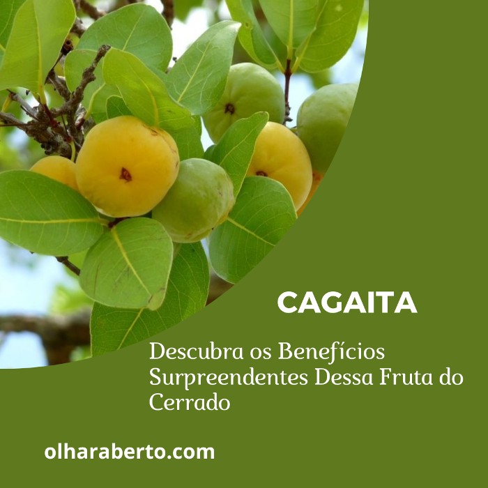 Read more about the article Cagaita: Descubra os Benefícios Surpreendentes Dessa Fruta do Cerrado