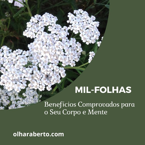 Read more about the article Mil-Folhas: Benefícios Comprovados para o Seu Corpo e Mente