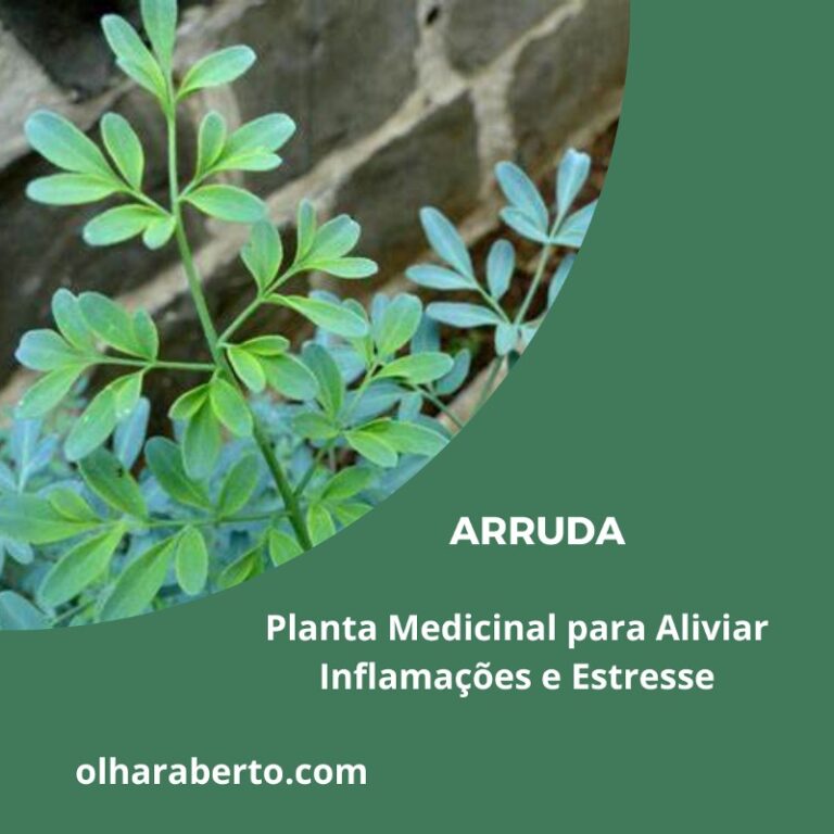 Read more about the article Arruda: Planta Medicinal para Aliviar Inflamações e Estresse