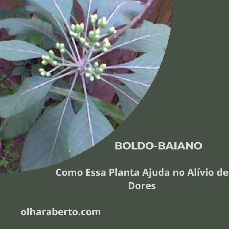 Read more about the article Boldo-Baiano: Como Essa Planta Ajuda no Alívio de Dores