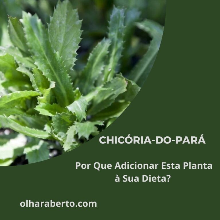 Read more about the article Chicória-do-Pará: Por Que Adicionar Esta Planta à Sua Dieta?