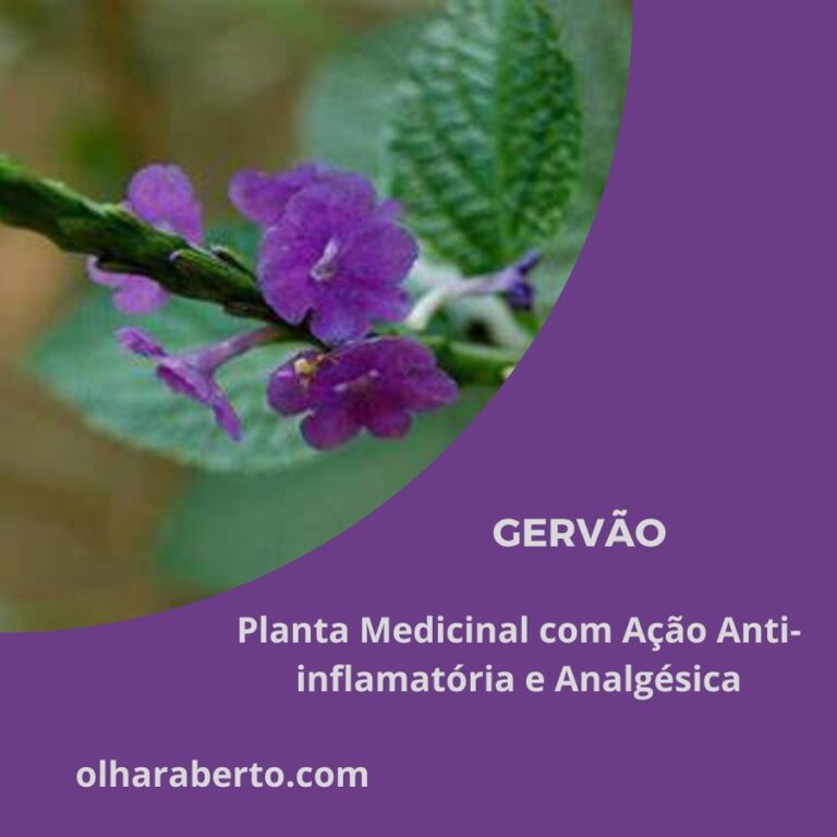 Read more about the article Gervão: Planta Medicinal com Ação Anti-inflamatória e Analgésica