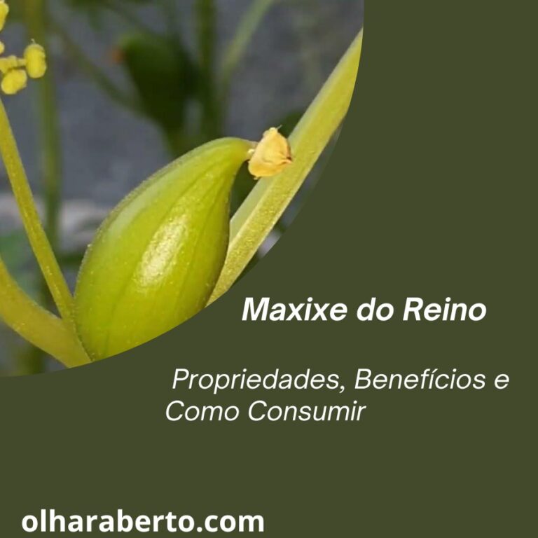 Read more about the article Maxixe do Reino: Propriedades, Benefícios e Como Consumir