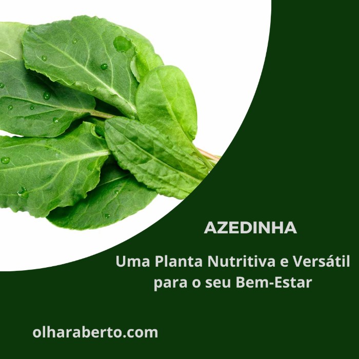 Read more about the article Azedinha: Uma Planta Nutritiva e Versátil para o seu Bem-Estar