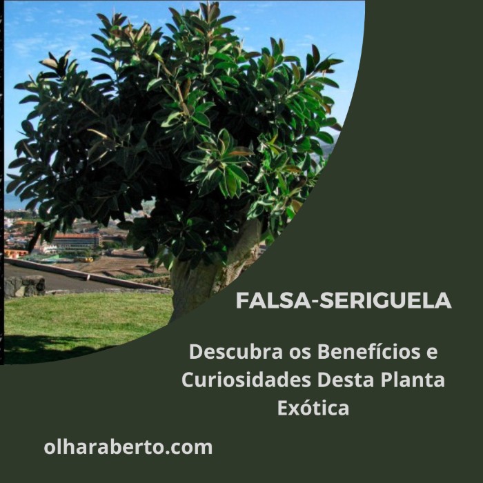 Read more about the article Falsa-seriguela: Descubra os Benefícios e Curiosidades Desta Planta Exótica