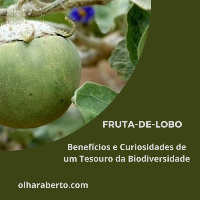 Read more about the article Fruta-de-Lobo: Benefícios e Curiosidades de um Tesouro da Biodiversidade