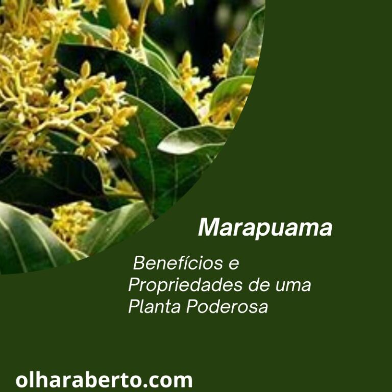 Read more about the article Marapuama: Benefícios e Propriedades de uma Planta Poderosa