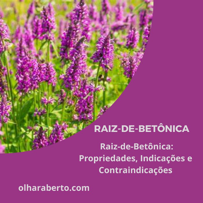 Read more about the article Raiz-de-Betônica: Propriedades, Indicações e Contraindicações