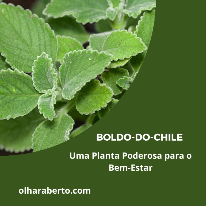 Read more about the article Boldo-do-Chile: Uma Planta Poderosa para o Bem-Estar