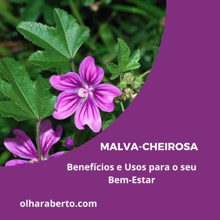 Read more about the article Malva-Cheirosa: Benefícios e Usos para o seu Bem-Estar