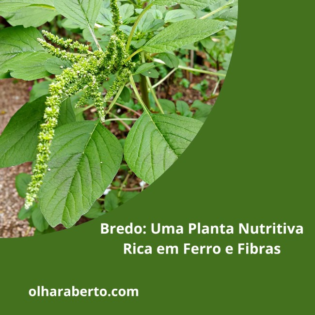 Read more about the article Bredo: Uma Planta Nutritiva Rica em Ferro e Fibras