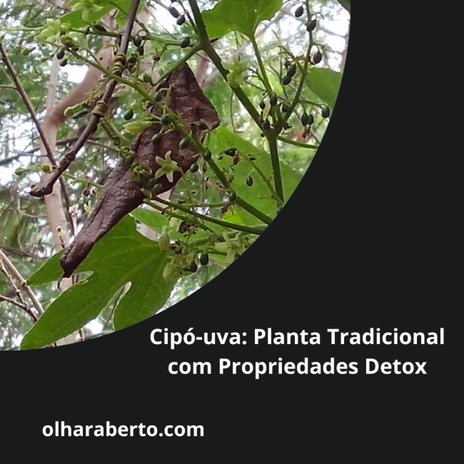 Read more about the article Cipó-uva: Planta Tradicional com Propriedades Detox