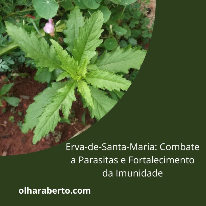 Read more about the article Erva-de-Santa-Maria: Combate a Parasitas e Fortalecimento da Imunidade