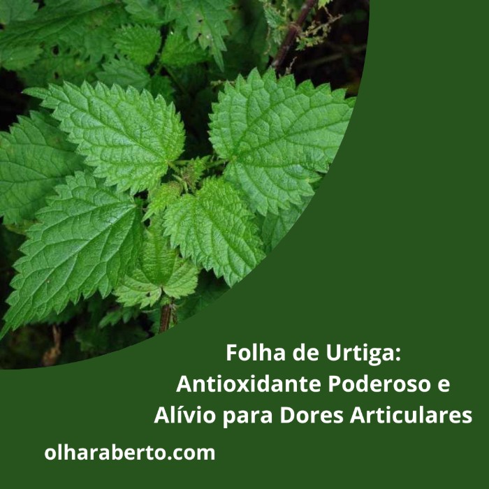 Read more about the article Folha de Urtiga: Antioxidante Poderoso e Alívio para Dores Articulares