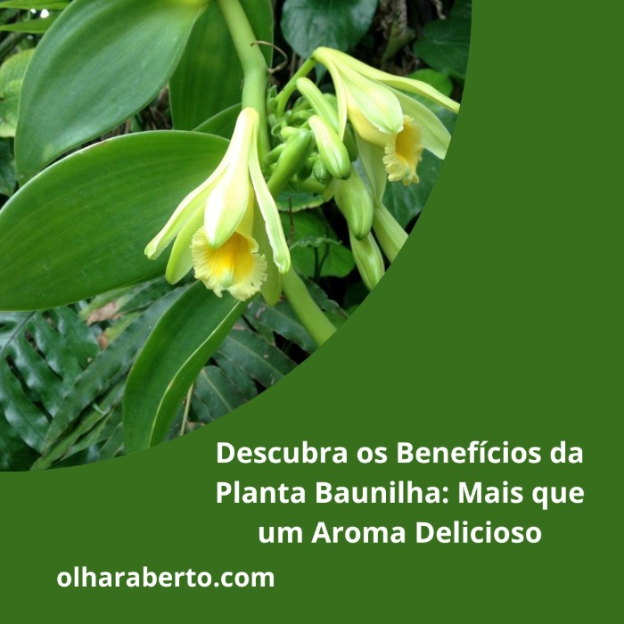 Read more about the article Descubra os Benefícios da Planta Baunilha: Mais que um Aroma Delicioso