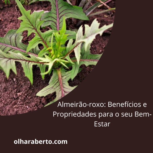 Read more about the article Almeirão-roxo: Benefícios e Propriedades para o seu Bem-Estar