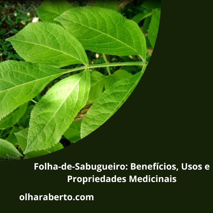 Read more about the article Folha-de-Sabugueiro: Benefícios, Usos e Propriedades Medicinais