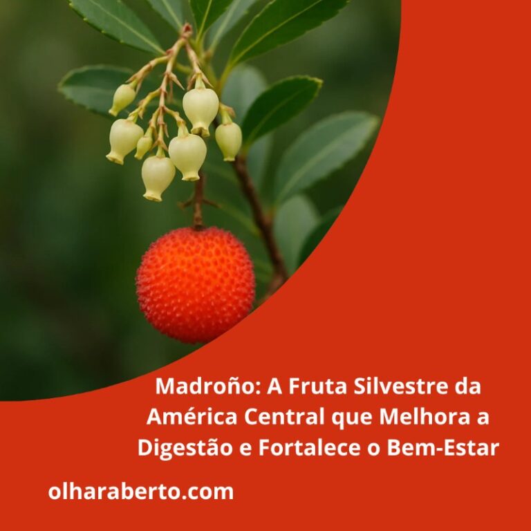 Read more about the article Madroño: A Fruta Silvestre da América Central que Melhora a Digestão e Fortalece o Bem-Estar