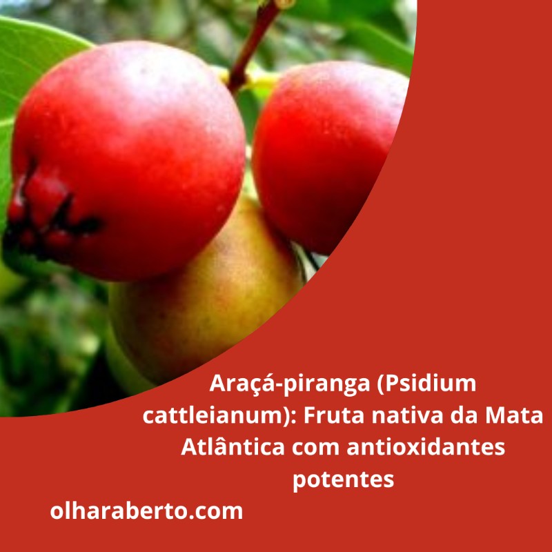 You are currently viewing Araçá-piranga (Psidium cattleianum): Fruta nativa da Mata Atlântica com antioxidantes potentes