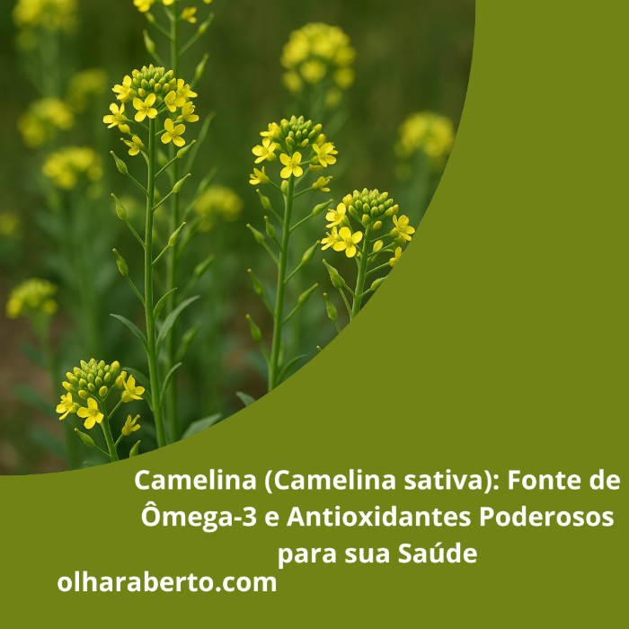 Read more about the article Camelina (Camelina sativa): Fonte de Ômega-3 e Antioxidantes Poderosos para sua Saúde