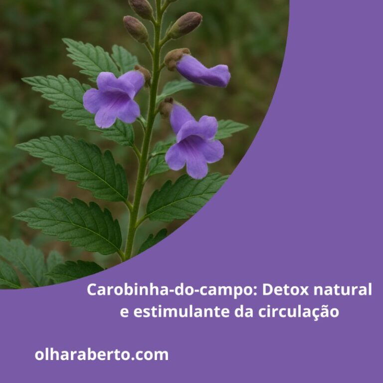 Read more about the article Carobinha-do-campo: Detox natural e estimulante da circulação
