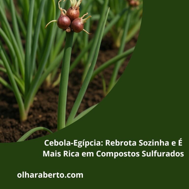 Read more about the article Cebola-Egípcia: Rebrota Sozinha e É Mais Rica em Compostos Sulfurados