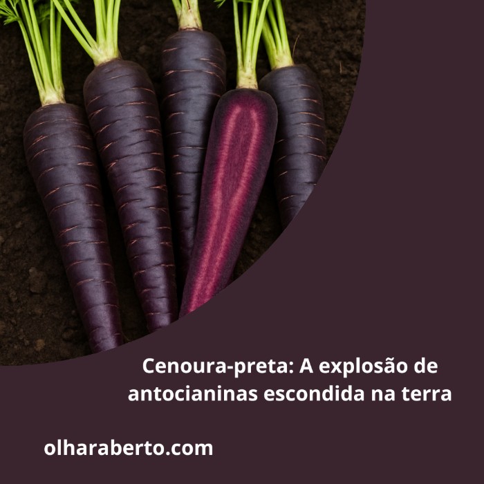 You are currently viewing Cenoura-preta: A explosão de antocianinas escondida na terra