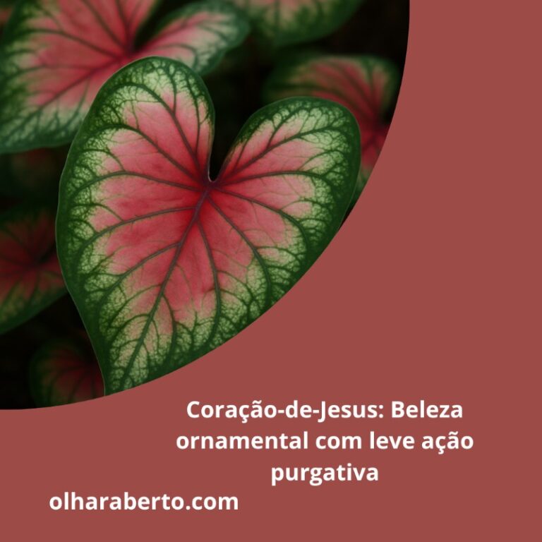 Read more about the article Coração-de-Jesus: Beleza ornamental com leve ação purgativa