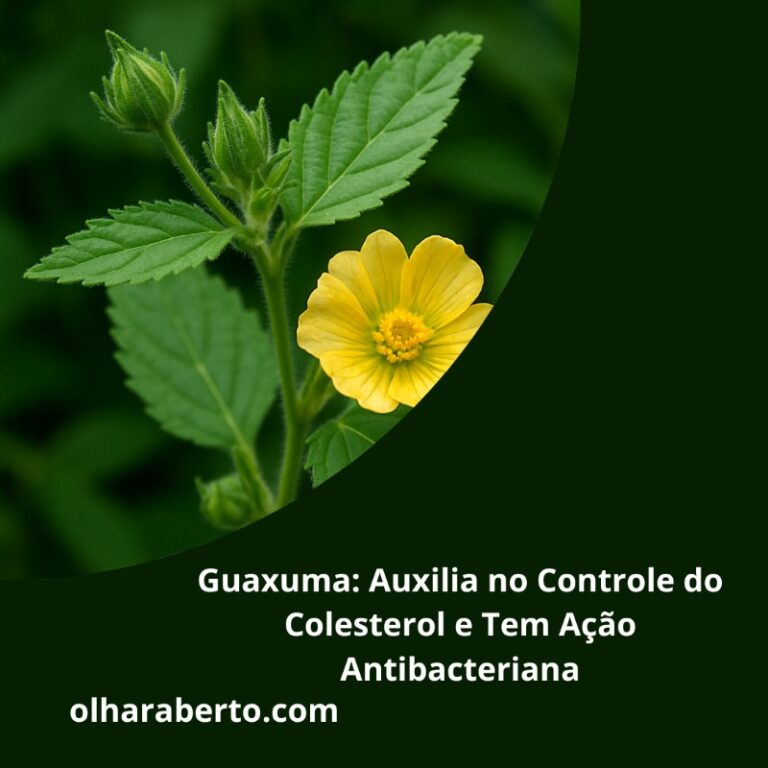 Read more about the article Guaxuma: Auxilia no Controle do Colesterol e Tem Ação Antibacteriana