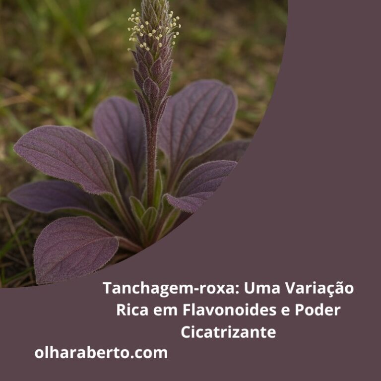 Read more about the article Tanchagem-roxa: Uma Variação Rica em Flavonoides e Poder Cicatrizante