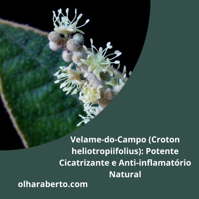 Read more about the article Velame-do-Campo (Croton heliotropiifolius): Potente Cicatrizante e Anti-inflamatório Natural