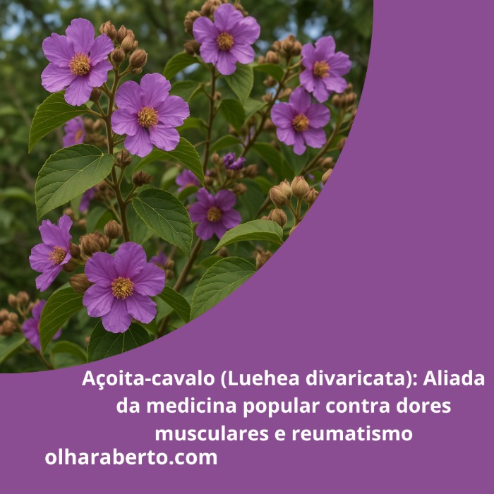 Read more about the article Açoita-cavalo (Luehea divaricata): Aliada da medicina popular contra dores musculares e reumatismo