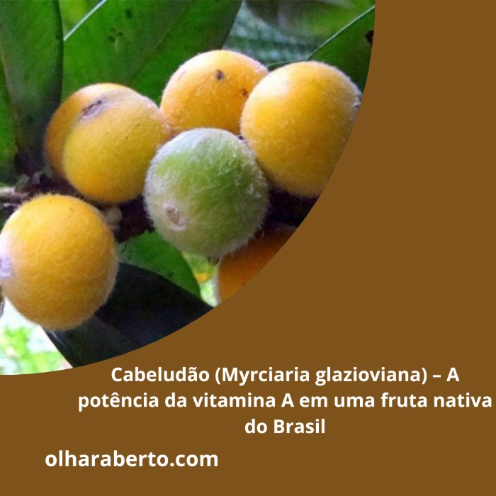 Read more about the article Cabeludão (Myrciaria glazioviana) – A potência da vitamina A em uma fruta nativa do Brasil
