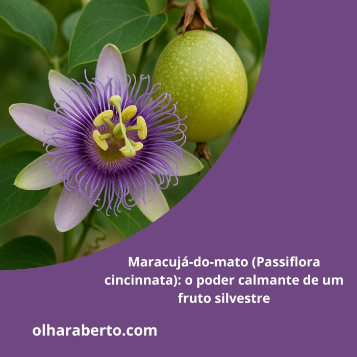 Read more about the article Maracujá-do-mato (Passiflora cincinnata): o poder calmante de um fruto silvestre