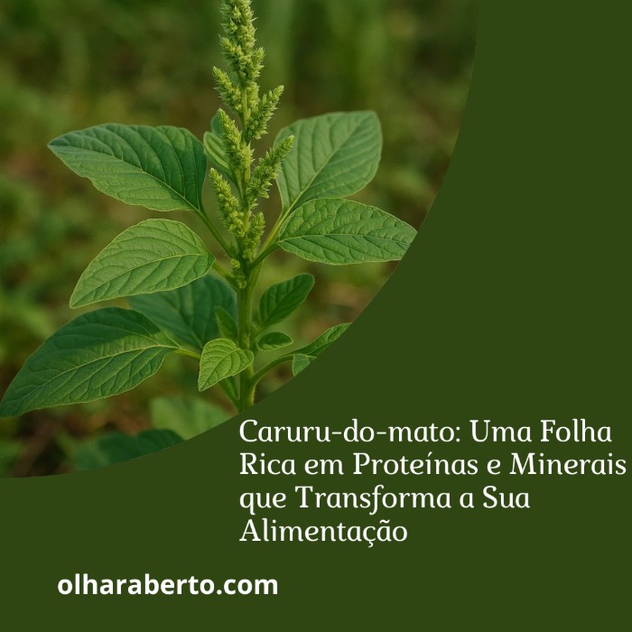 Read more about the article Caruru-do-mato: Uma Folha Rica em Proteínas e Minerais que Transforma a Sua Alimentação