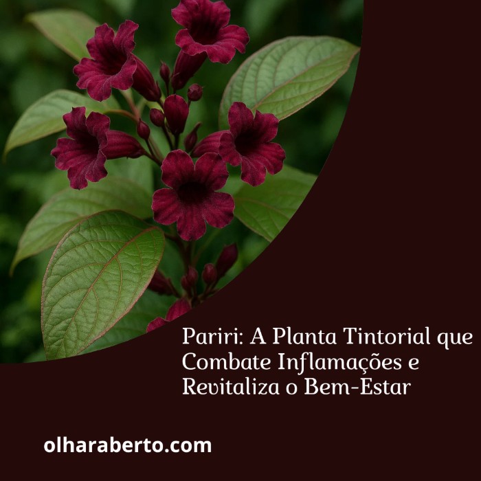Read more about the article Pariri: A Planta Tintorial que Combate Inflamações e Revitaliza o Bem-Estar