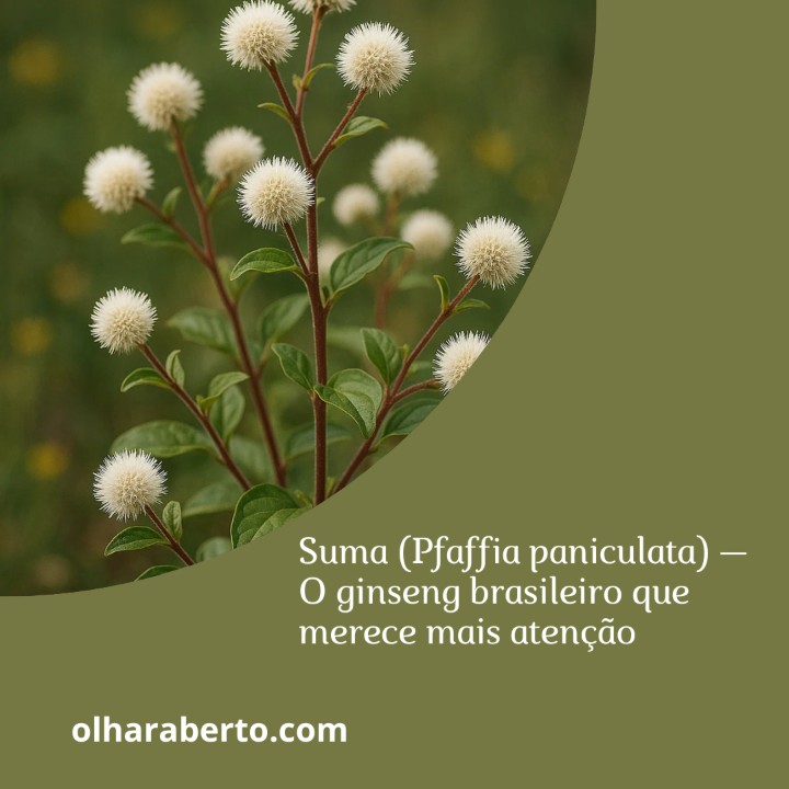 Read more about the article Suma (Pfaffia paniculata) — O ginseng brasileiro que merece mais atenção