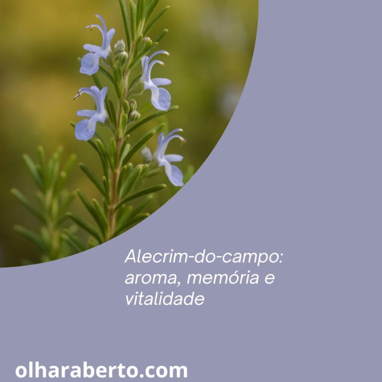 Read more about the article Alecrim-do-campo: aroma, memória e vitalidade
